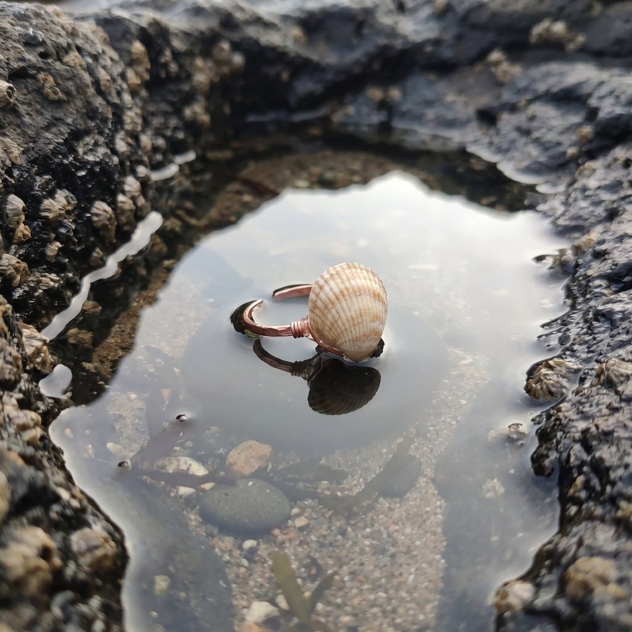 Shellvally Shell Statement Ring